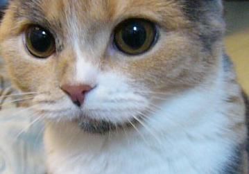 Peter the Cat (The King of /b/)