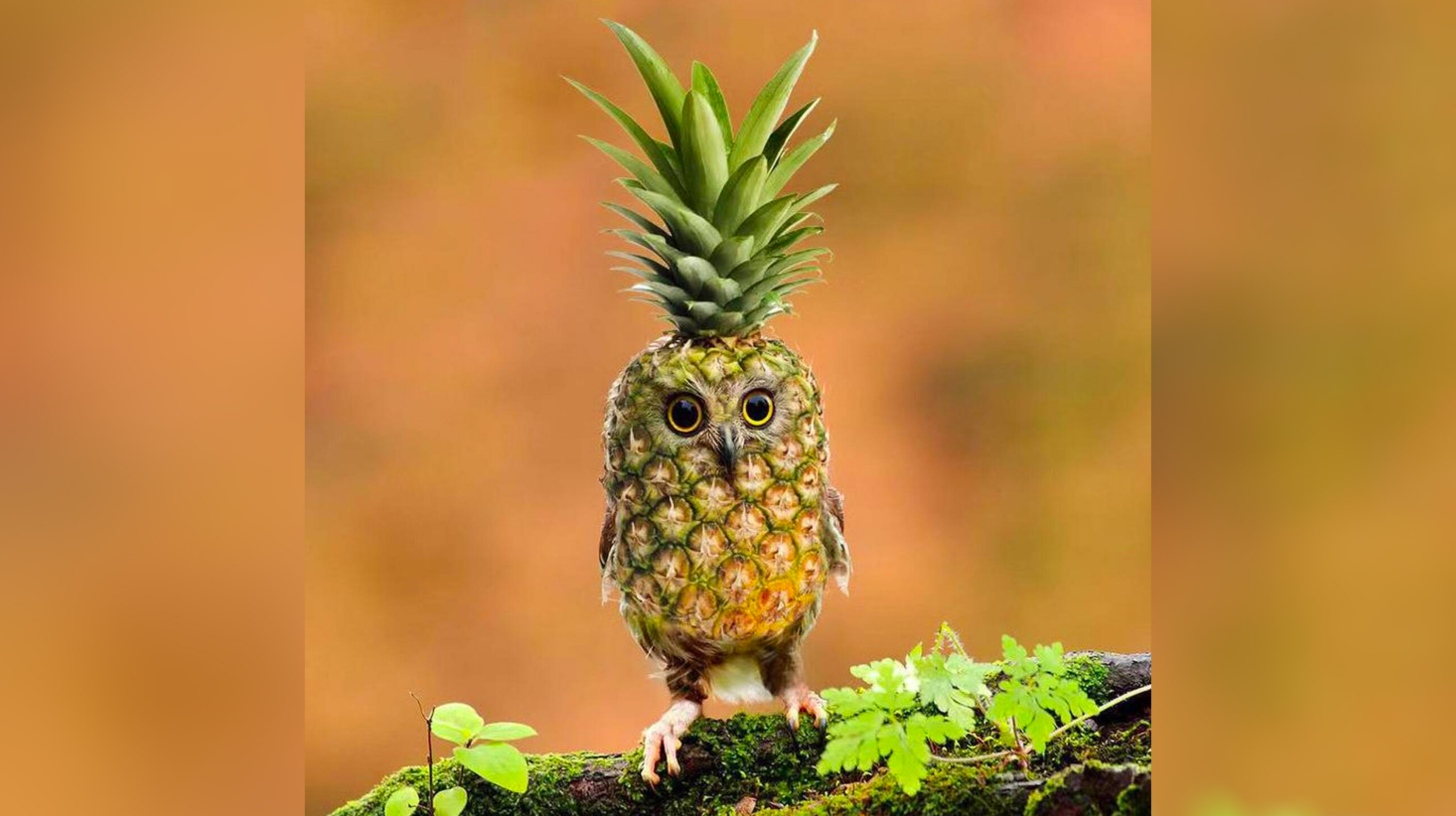 Pineapple Owl Meme Template