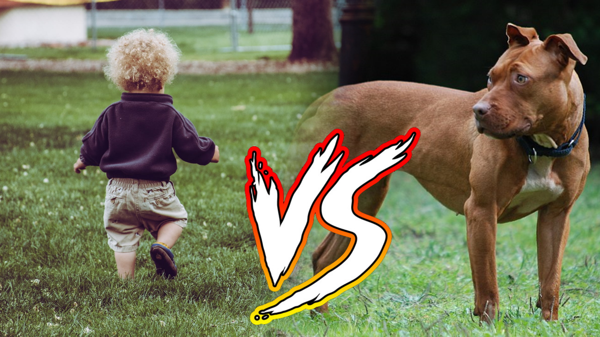 Pitbulls vs. Toddlers Meme Template