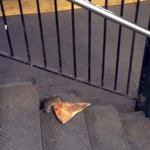 Pizza Rat