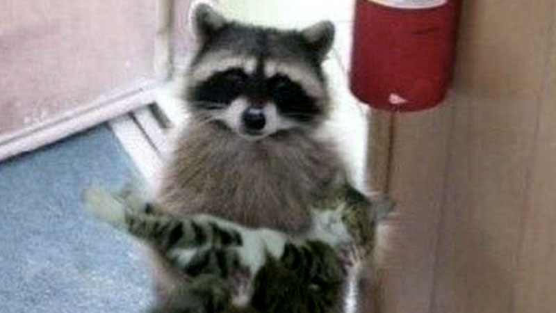 Please. My Wife. She's Very Sick.