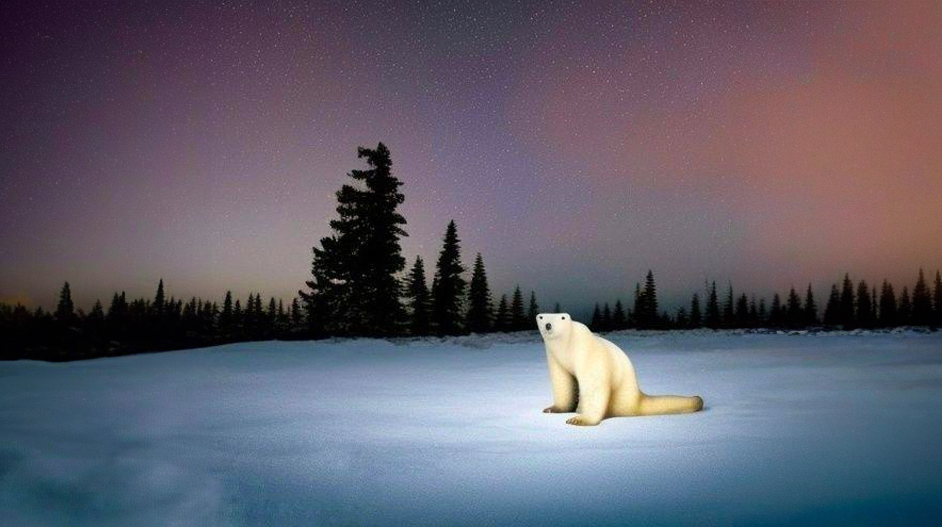 Polar Bear 2026