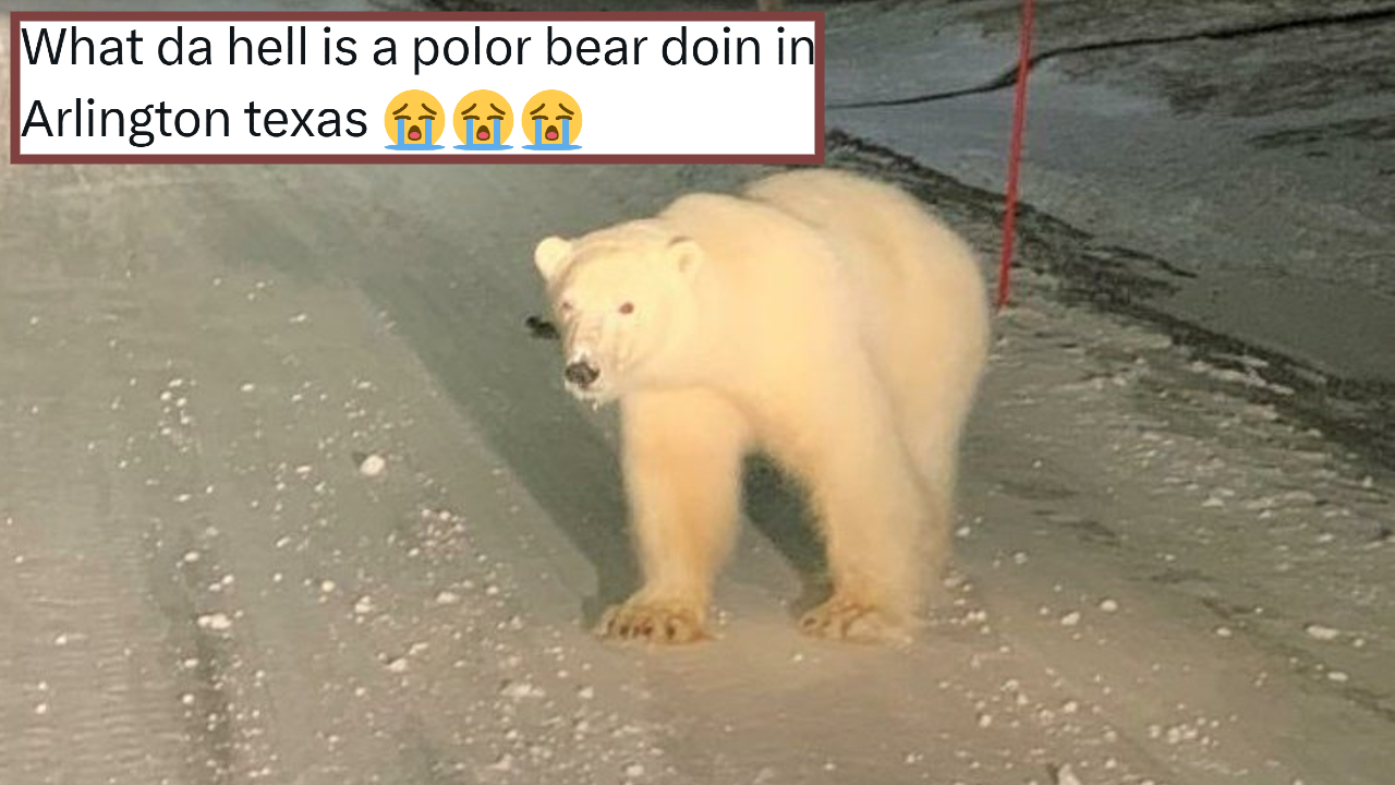 Polar Bear In Arlington Texas Meme Template