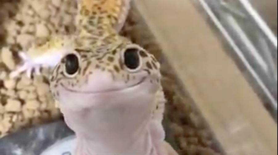Polite Lizard Meme Template