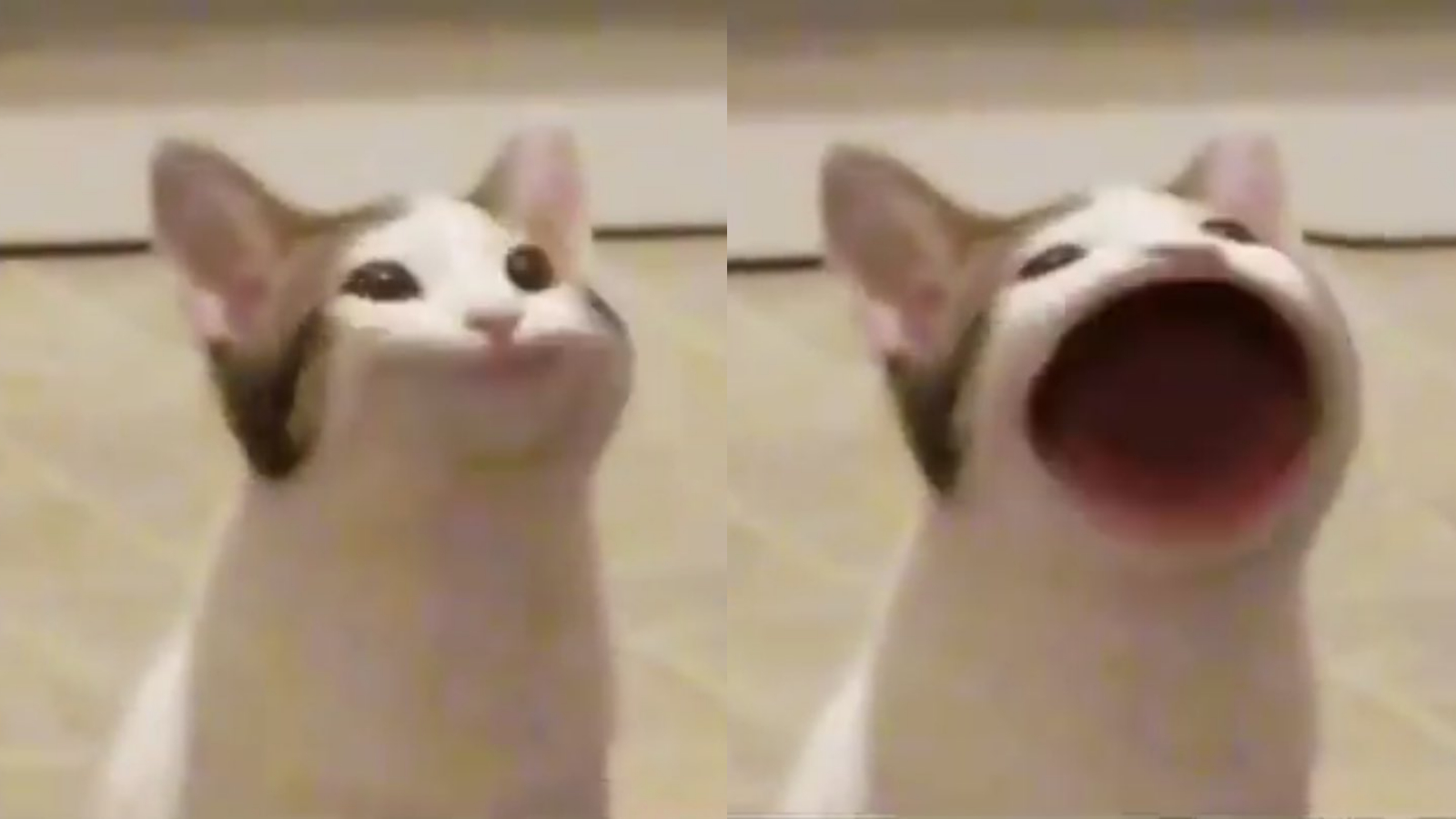 Pop Cat Meme Template