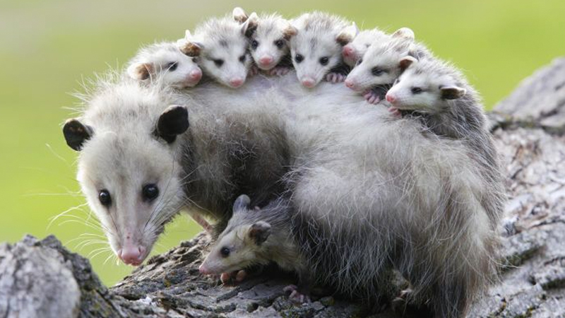 Possums