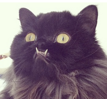 Princess Monster Truck