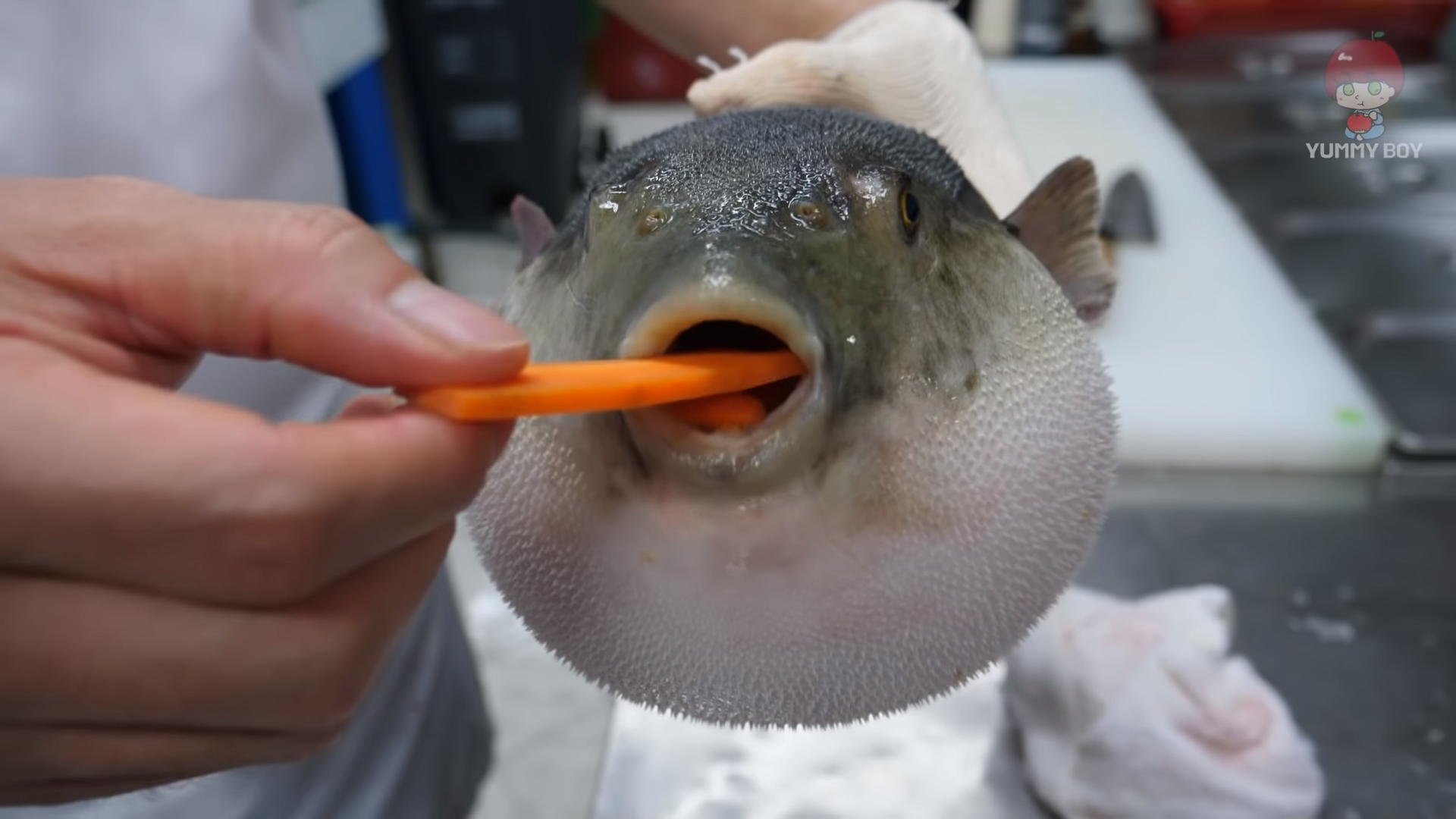 Pufferfish Eating a Carrot Meme Template