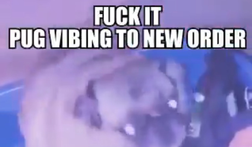 Pug Vibing