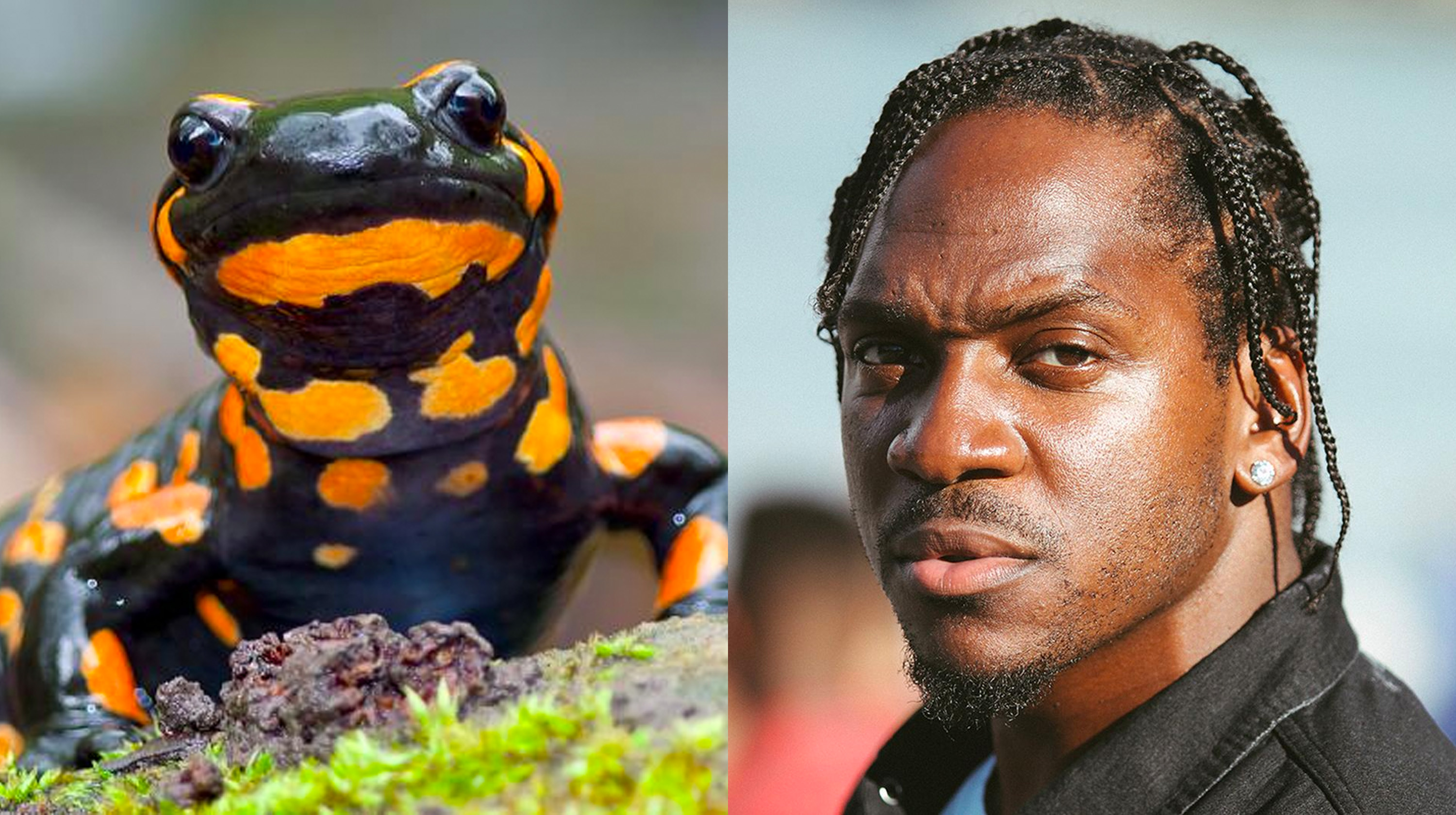 Pusha T and Salamanders Meme Template