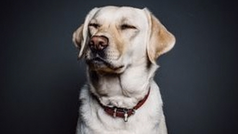 Racism WatchDog Meme Template