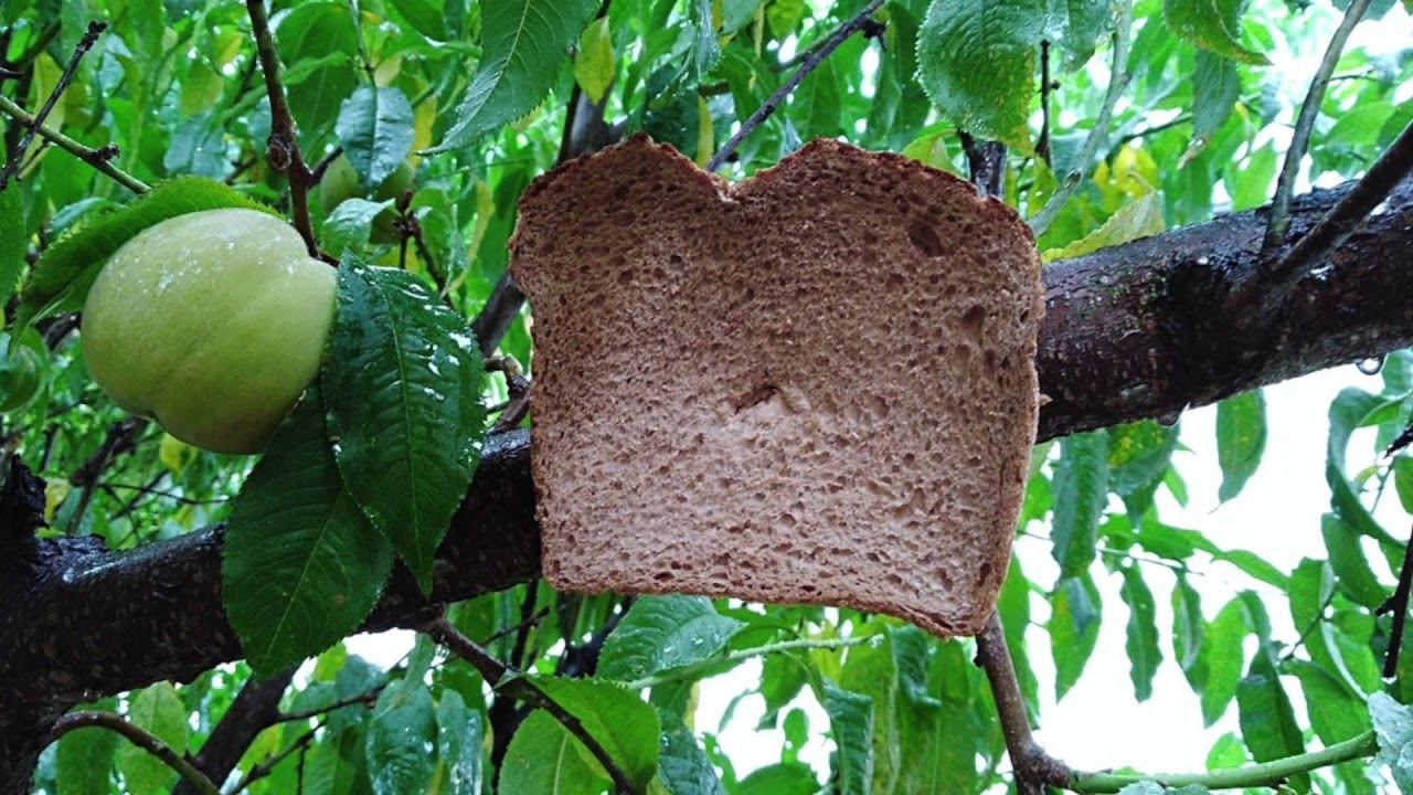 /r/BreadStapledtoTrees