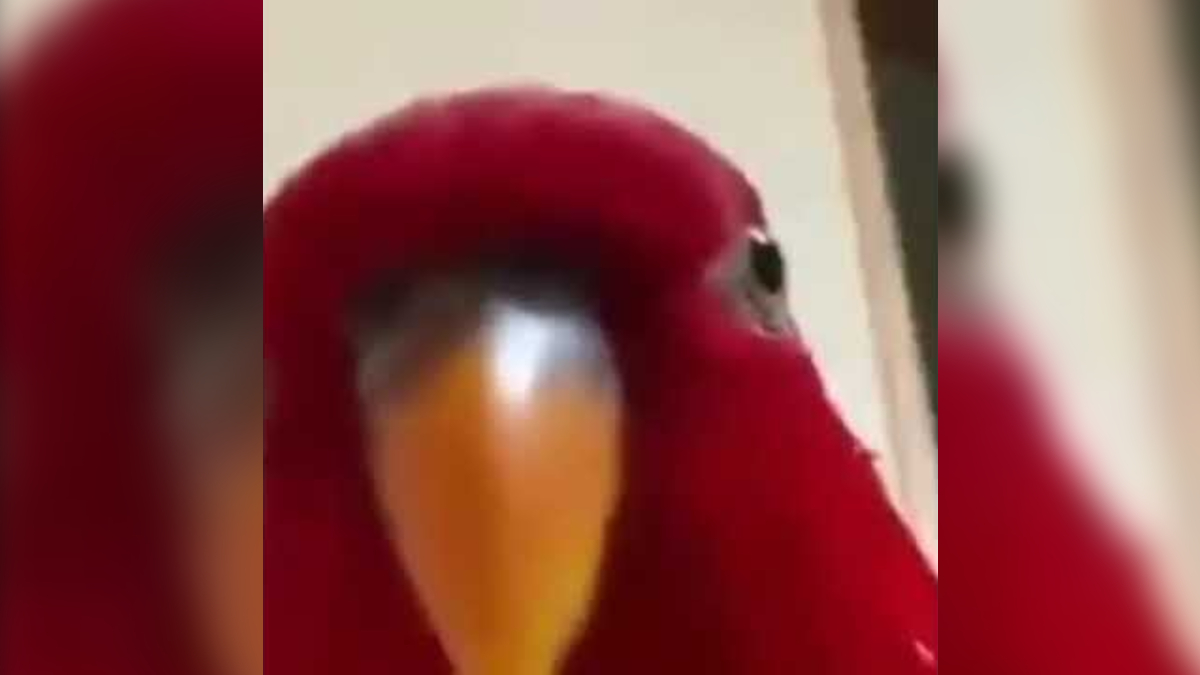 Red Bird Laughing Then Staring Meme Template