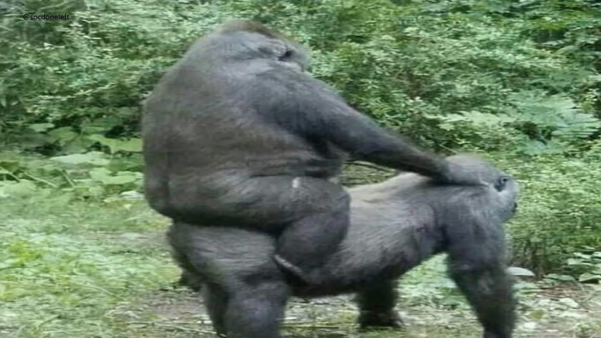 Ride Wife, Life Good Meme Template