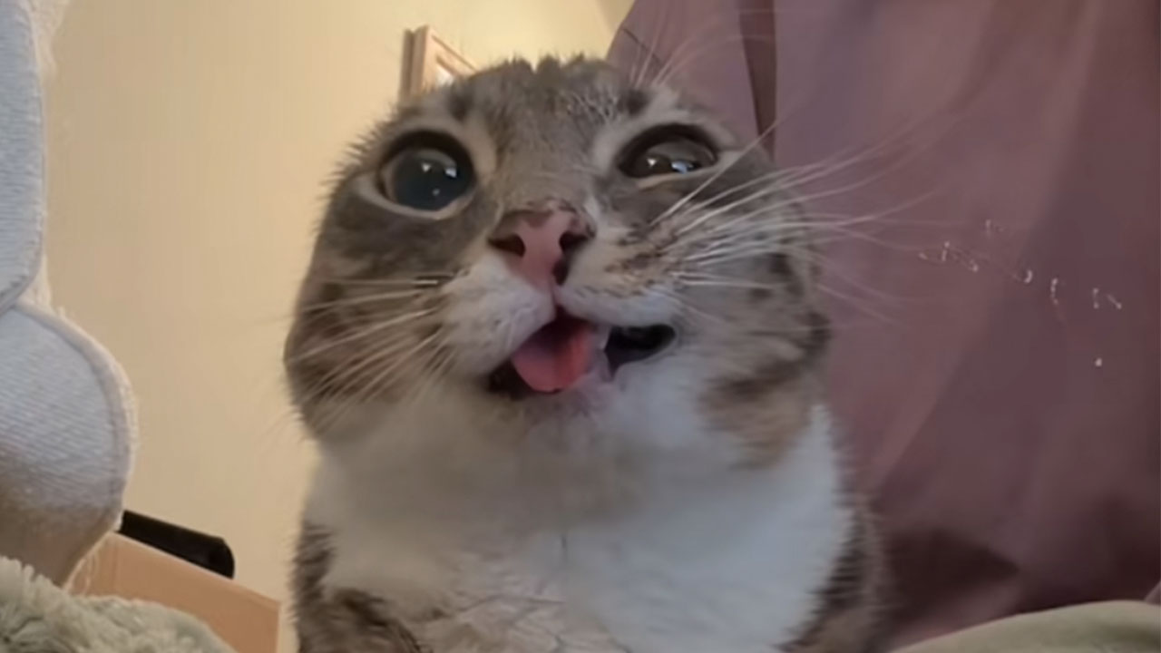 Rigby the Cat Meme Template