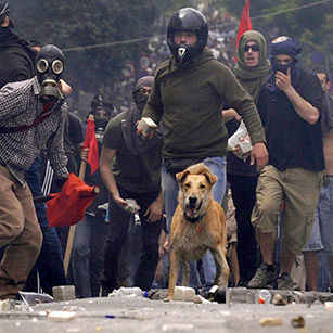 Riot Dog