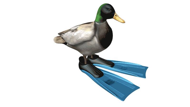 Rotating Duck Wearing Flippers