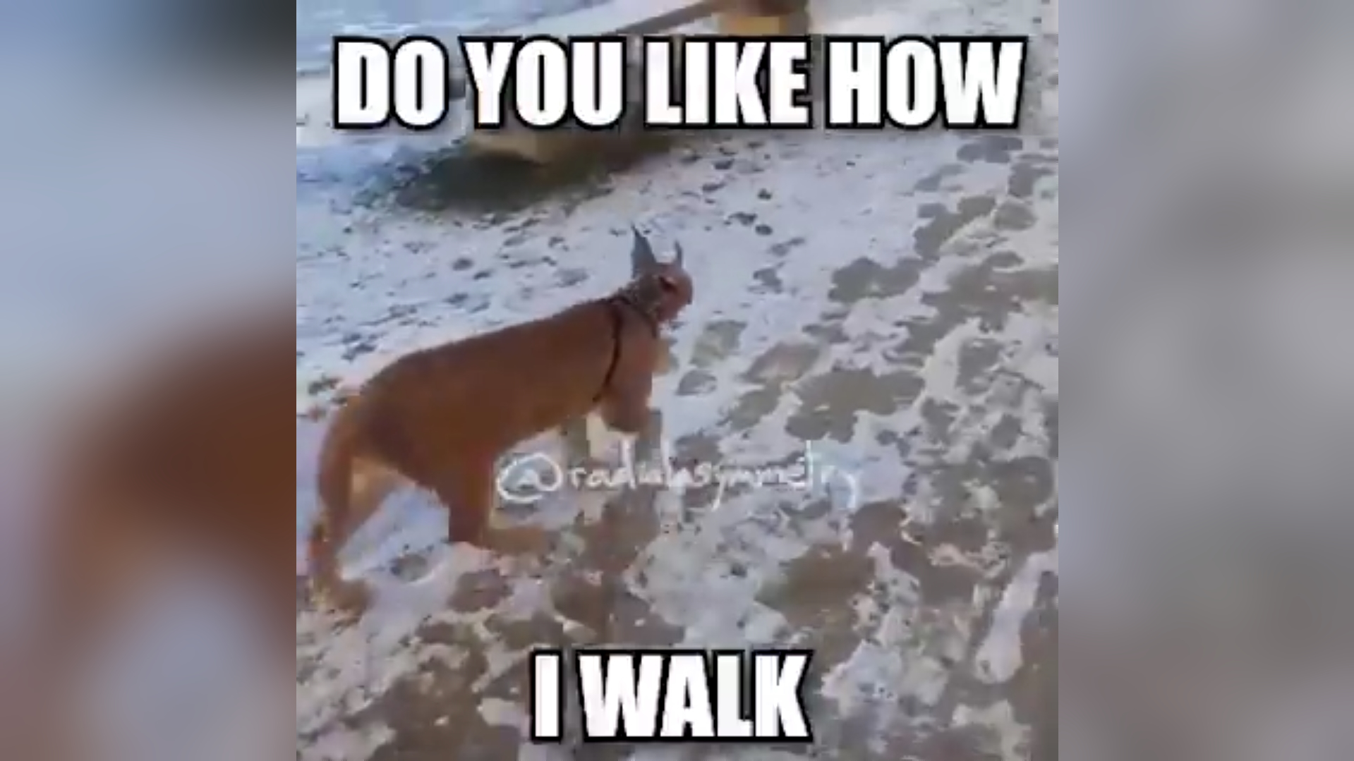 Ruler of Everything / Do You Like How I Walk? Meme Template
