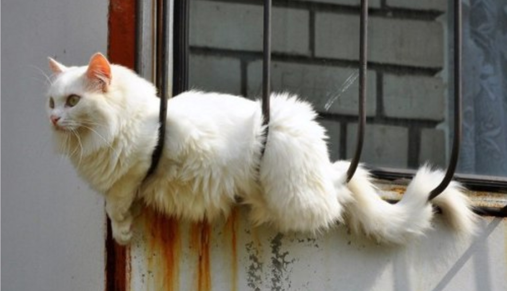 Russian Cat Translations