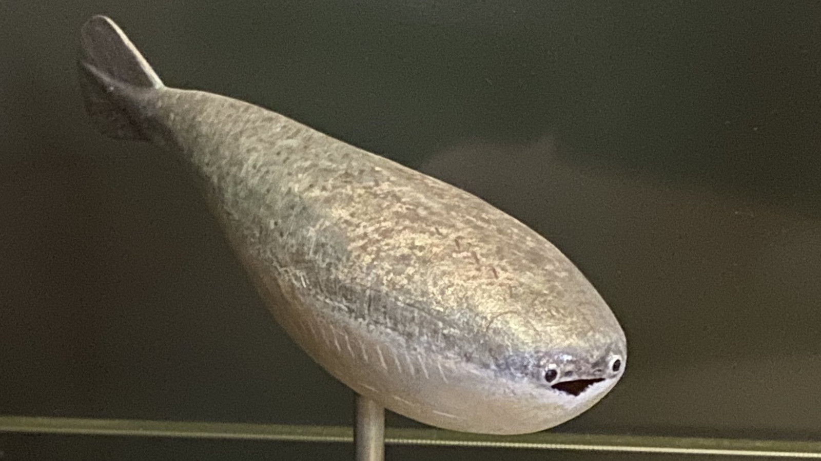 Sacabambaspis Meme Template