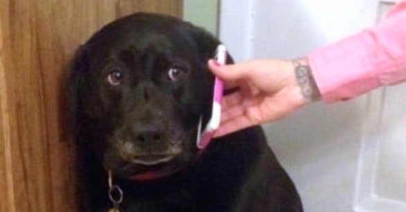 Sad Dog on the Phone Meme Template