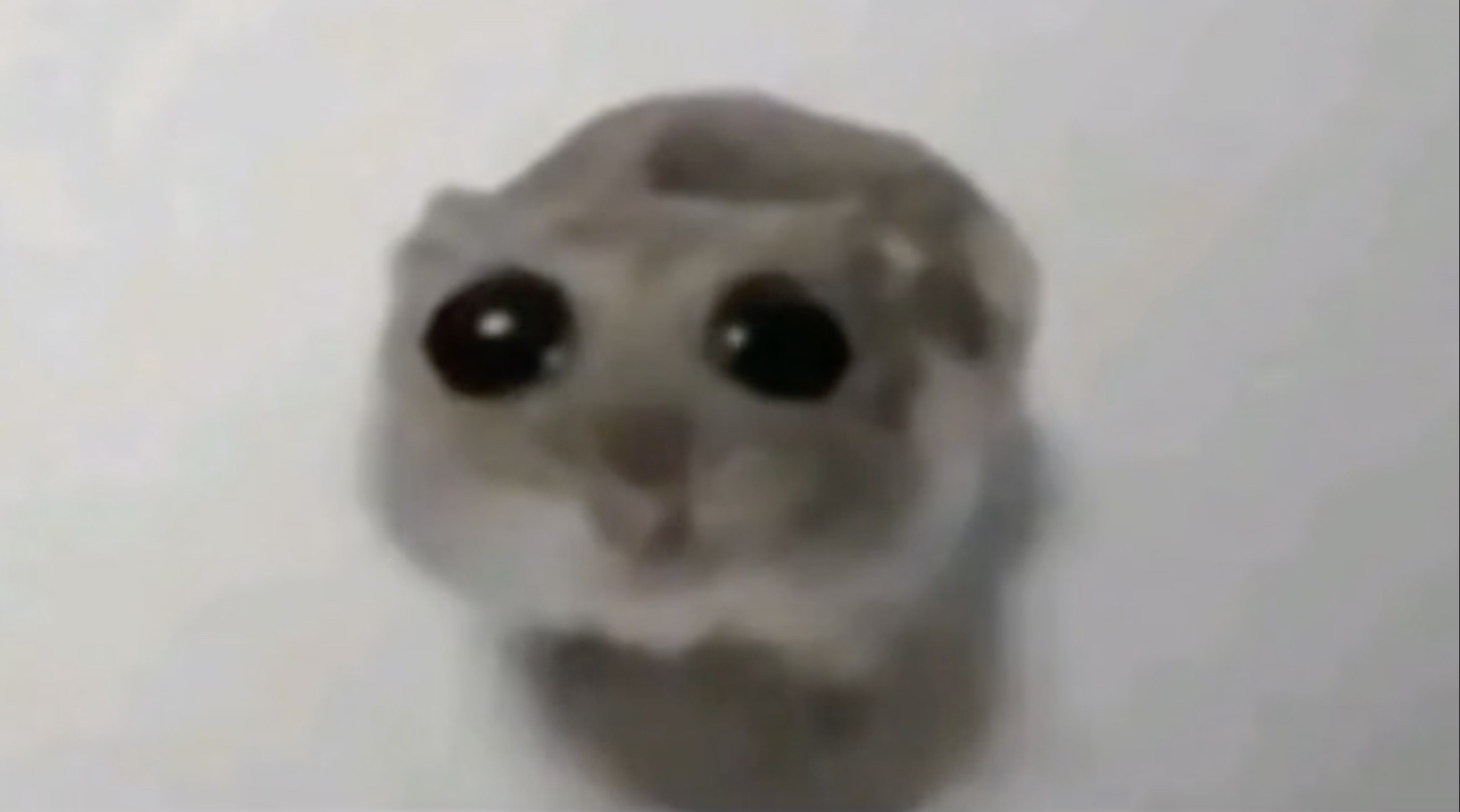 Sad Hamster / Hamster With Big Eyes Meme Template