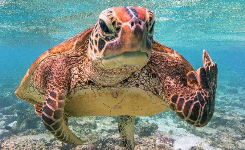 Save The Turtles