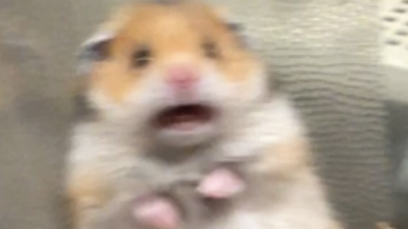 Scared Hamster