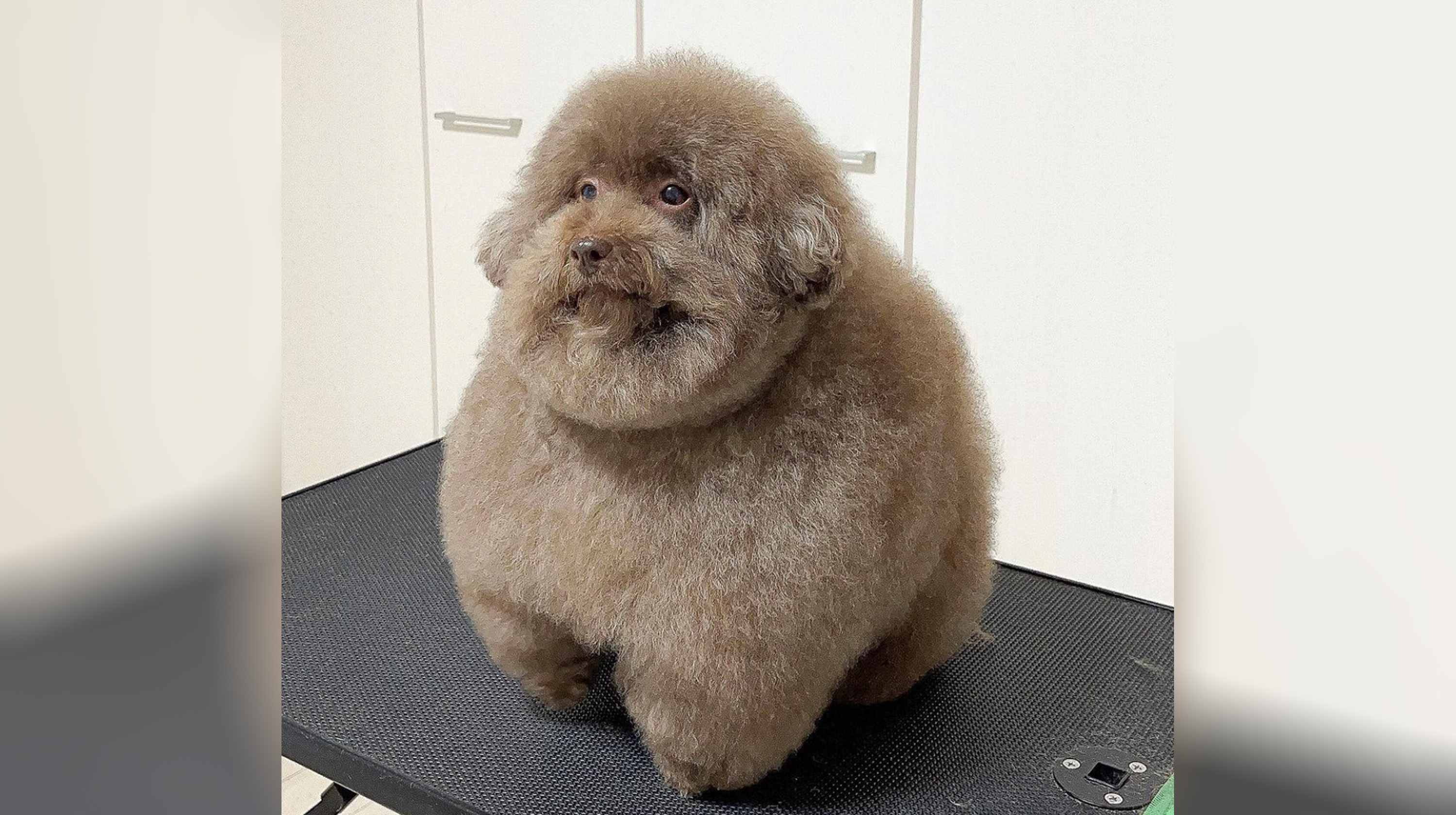 Scoobert and Churchill