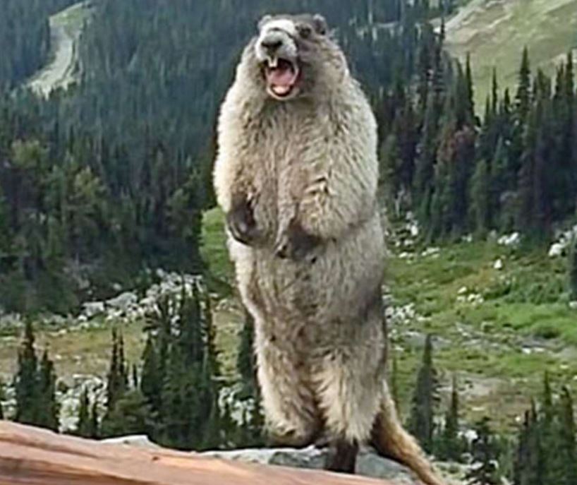 Screaming Marmot Meme Template