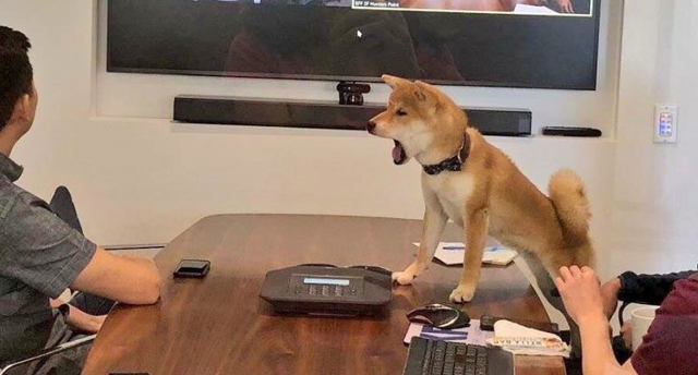Shiba Inu Barking in an Office Meeting Meme Template