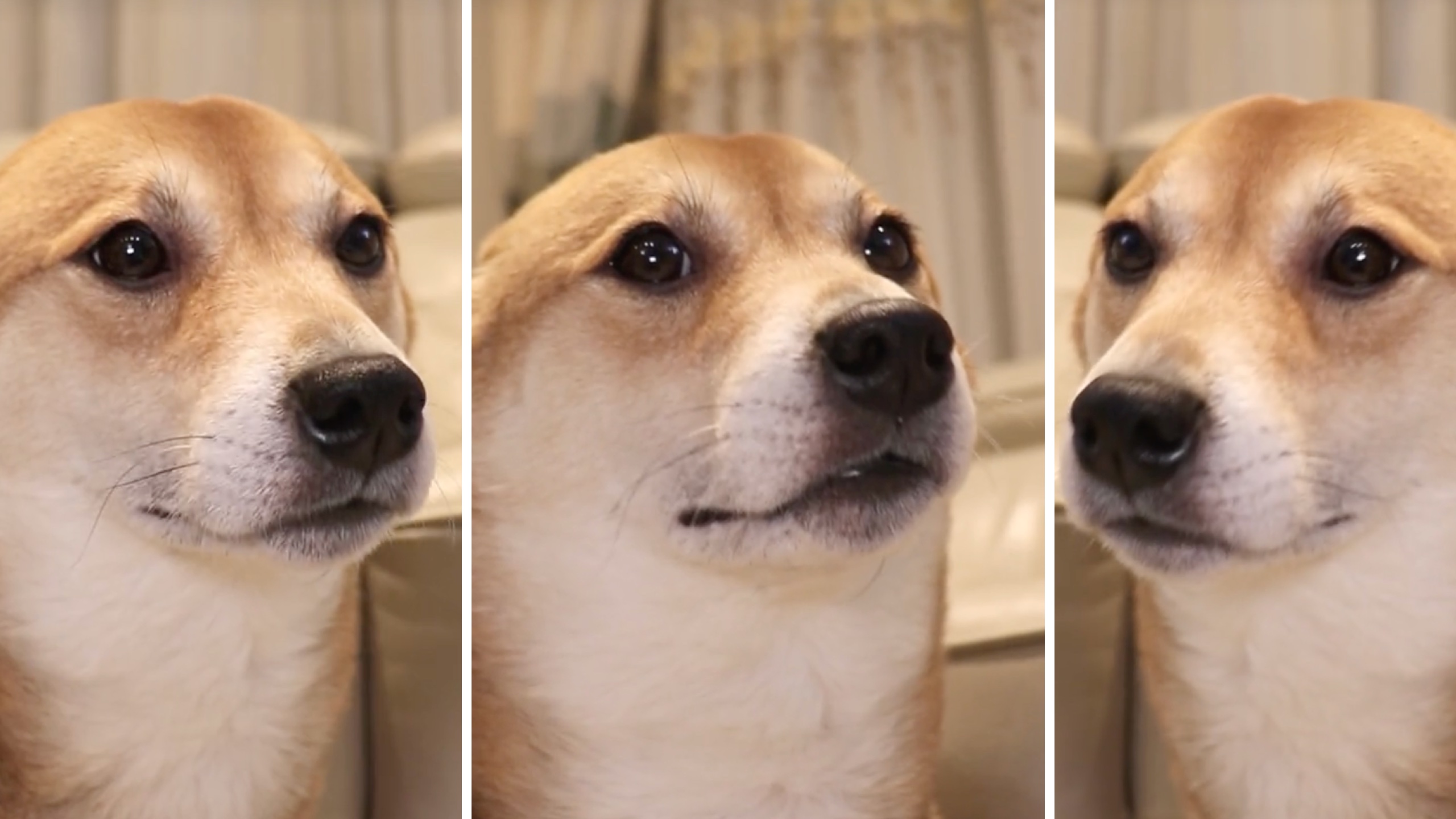 Shiba Inu Dancing Meme Template