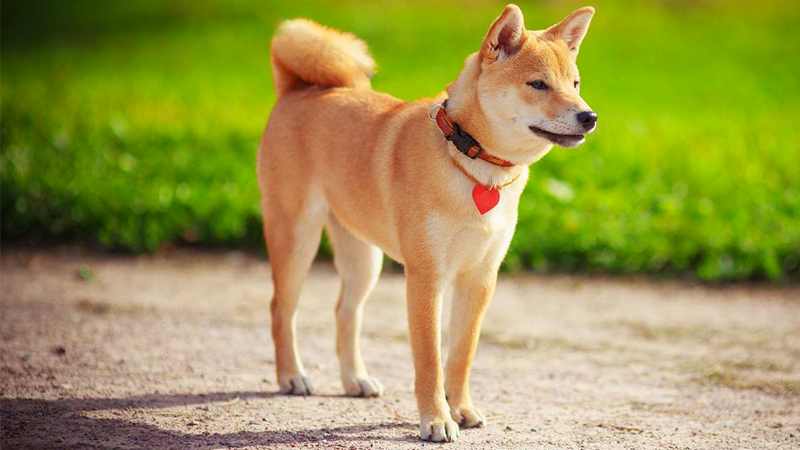 Shiba Inus / Shibes