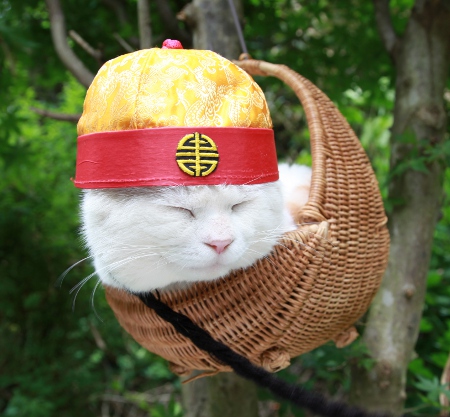 Shironeko / Basket Cat