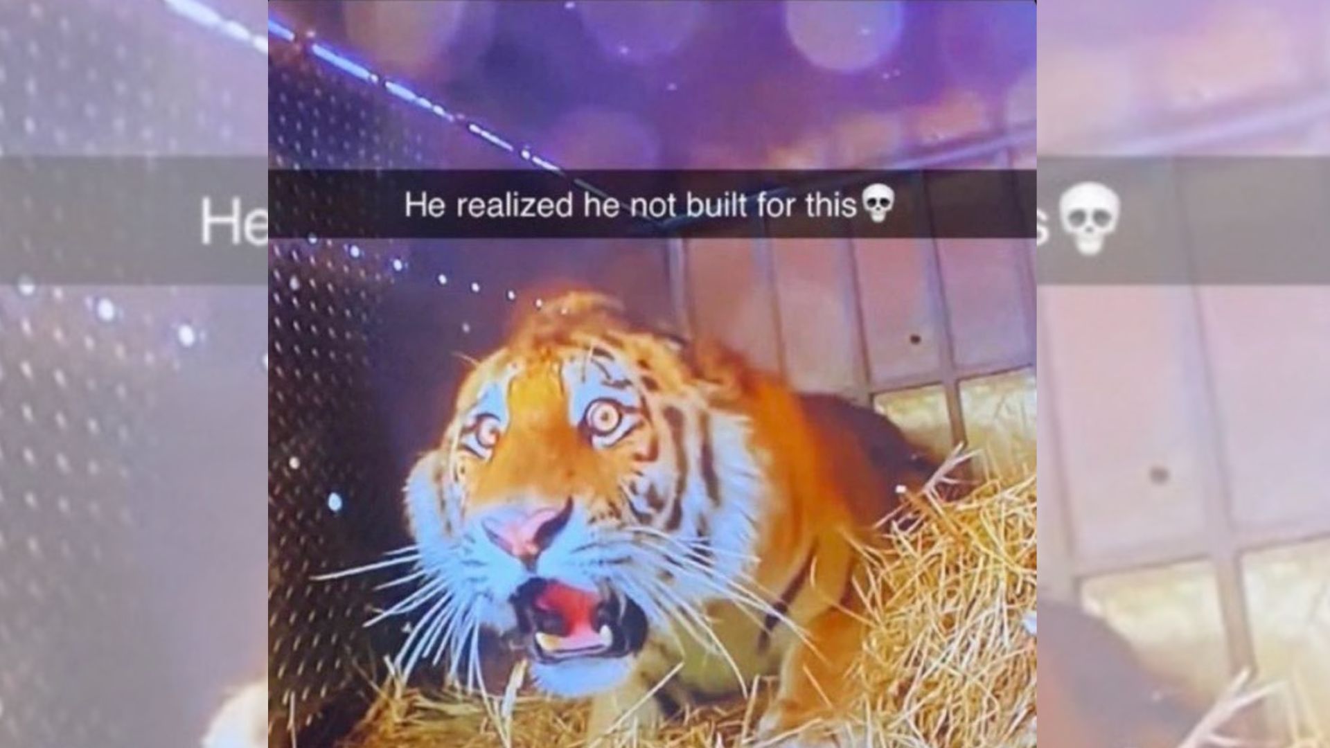 Shocked Tiger / He Realized He Not Built For This Meme Template