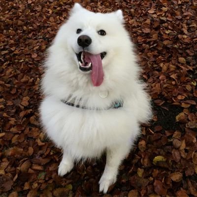 Shoob Meme Template