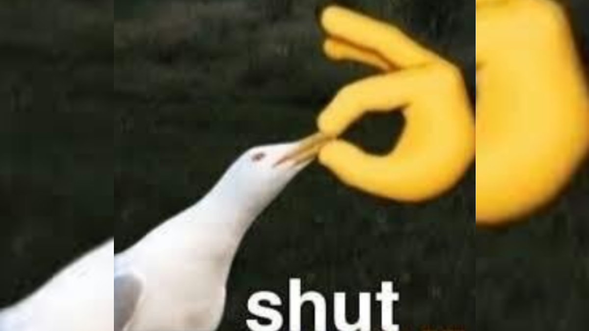 Shut Seagull