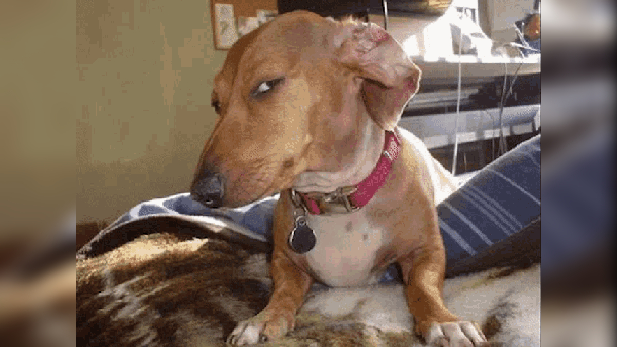 Side Eye Dog Meme Template