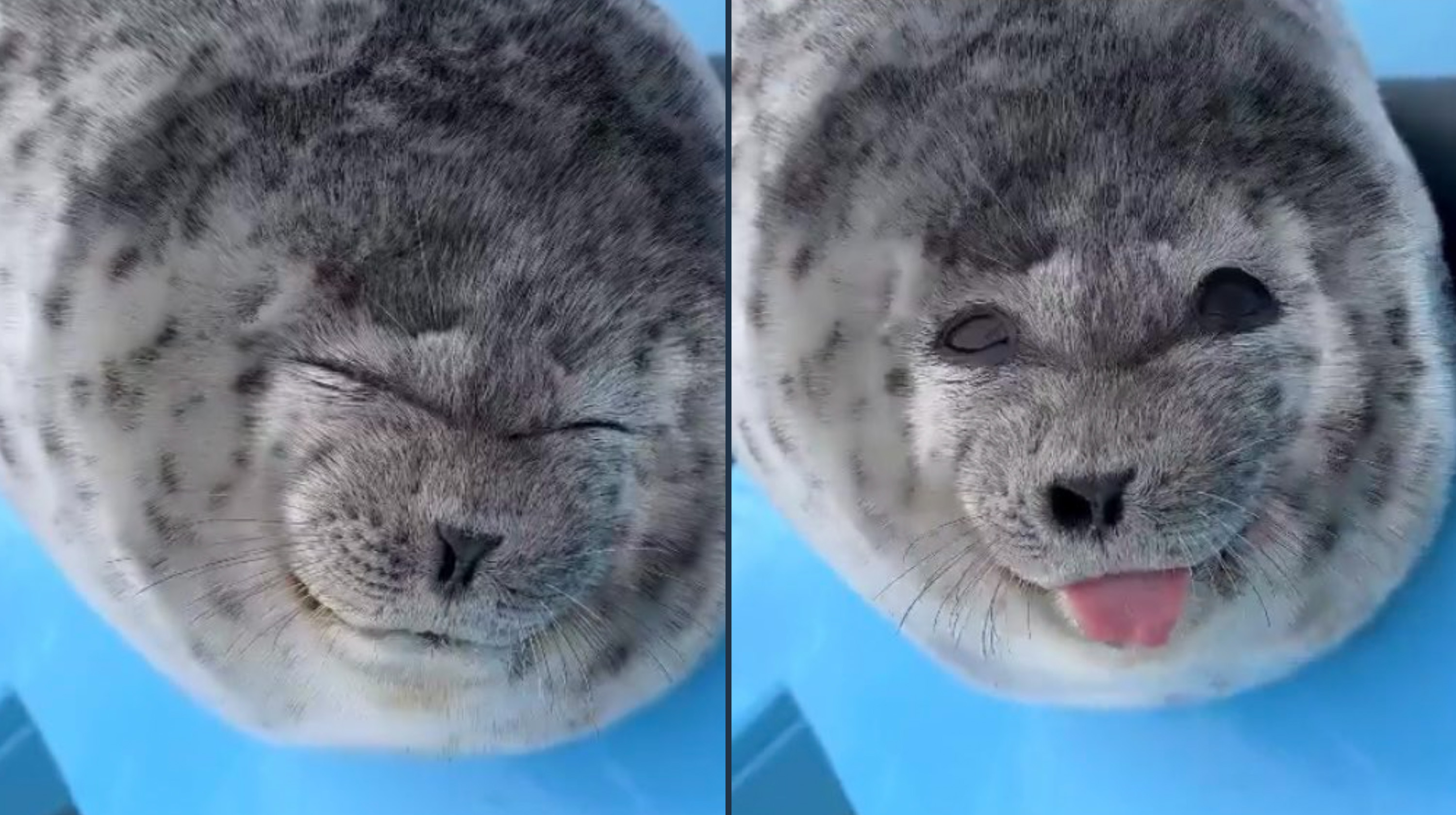 Silly Baby Seal With Tongue Out /  Ponsuke-kun Meme Template