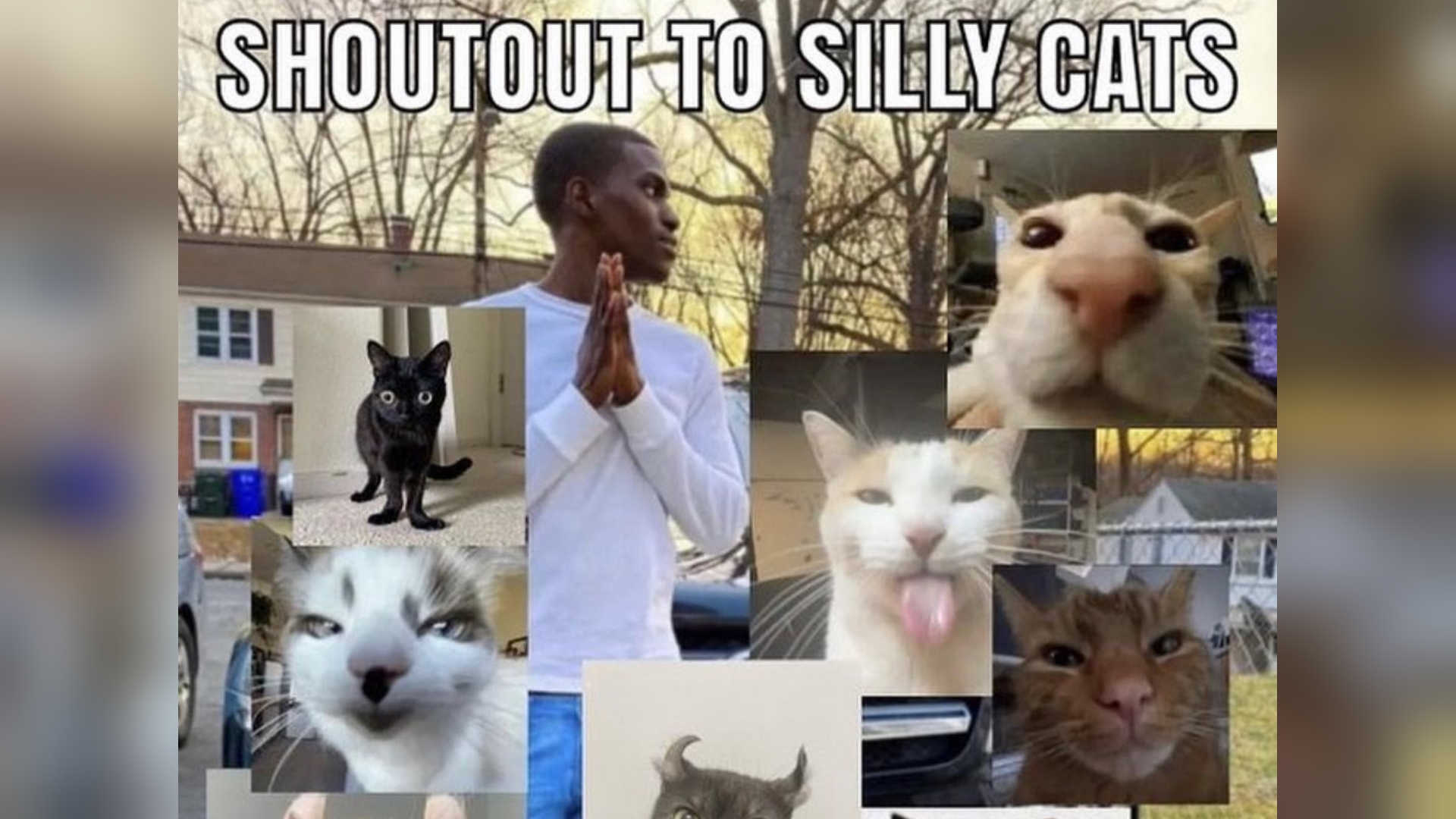 Silly Cats
