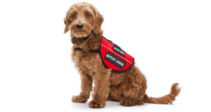 Sir, That's My Emotional Support