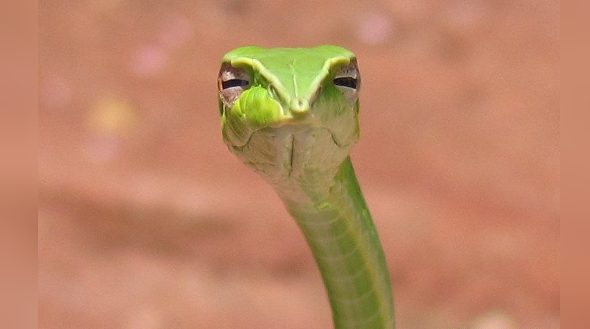 Skeptical Snake
