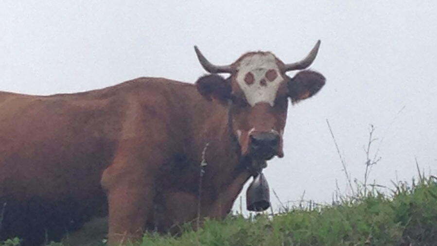 Skull Cow Isn't Real, It Can't Hurt You Meme Template