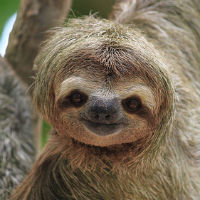 Sloths