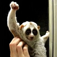 Slow Loris' Victory Pose with UC Meme Template