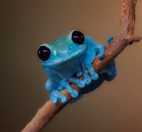 Small Fact Frog Meme Template