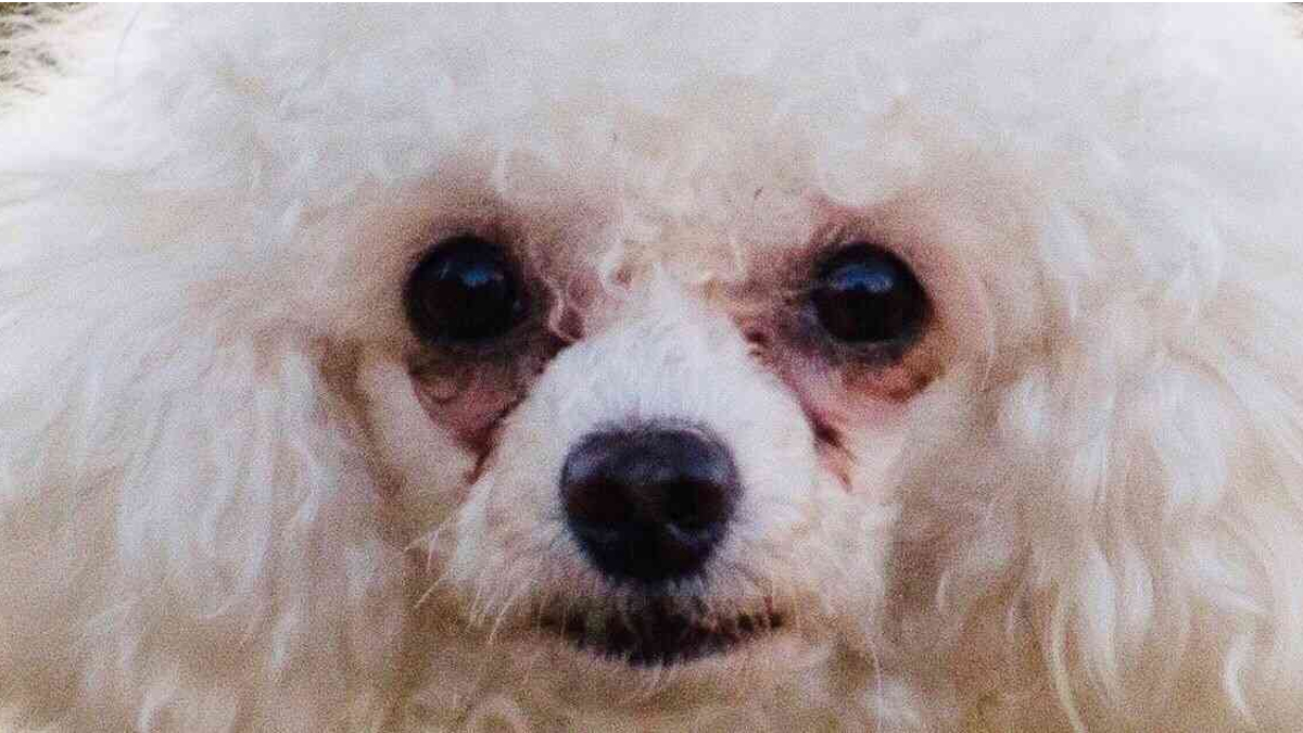 Small White Dogs With Crusty Eyes Meme Template