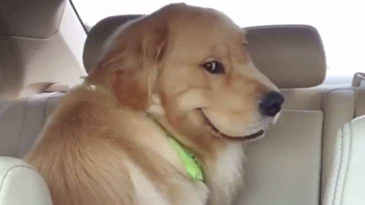 Smiling Dog / Evil Dog in Backseat