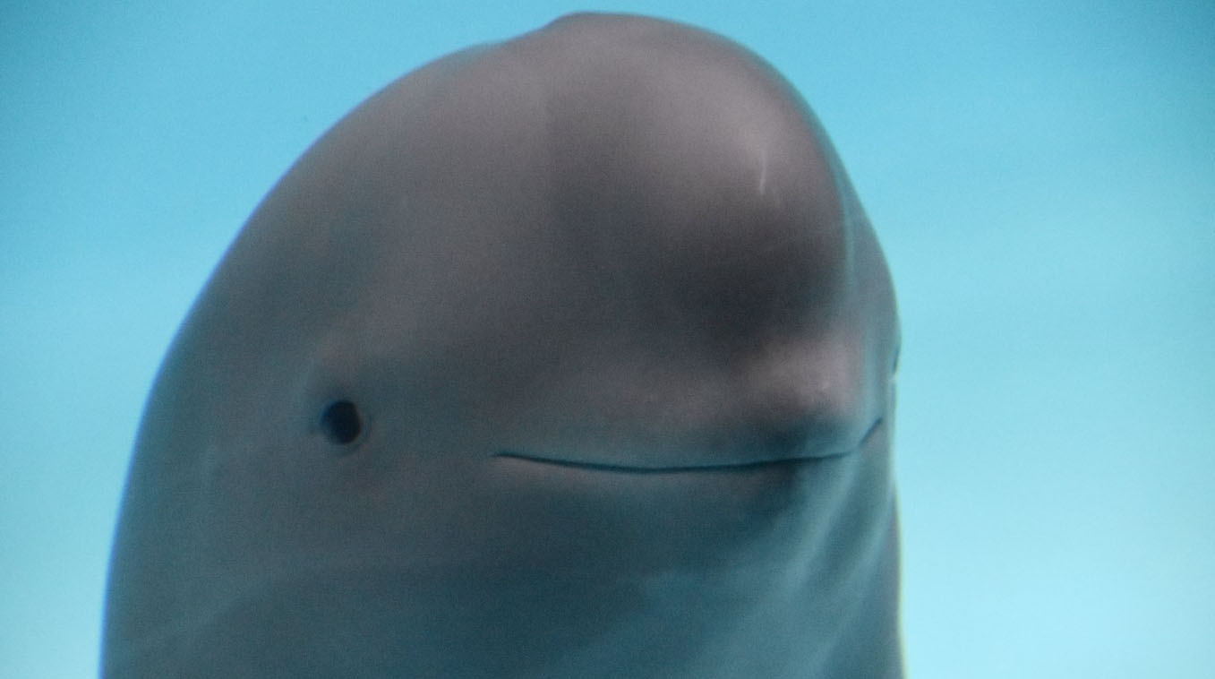 Smiling Dolphin Meme Template