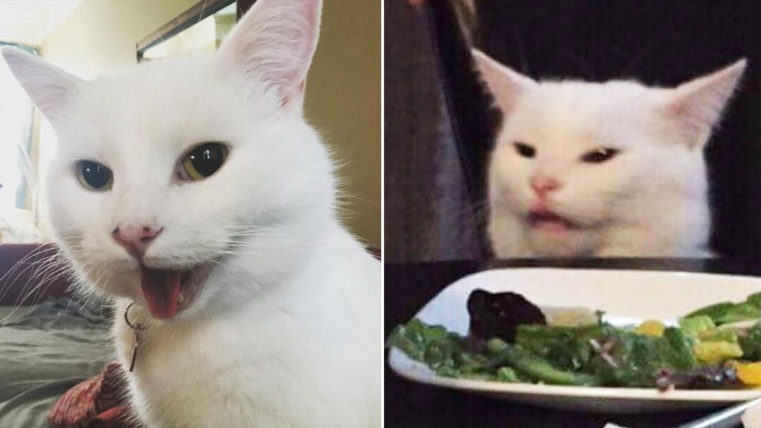 Smudge the Cat Meme Template
